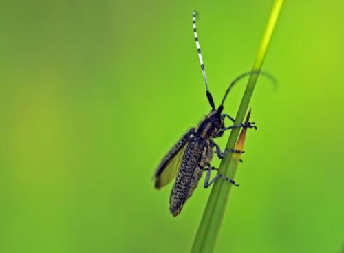 Agapanthia villosoviridescens